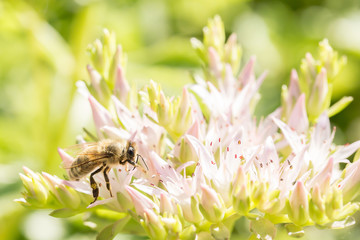 Closeup of a bee on a flower during summer time. Photo taken with macro lens and image cropped to...