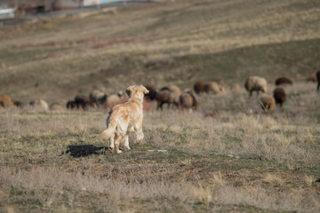 Fototapeta na wymiar golden retriever dog