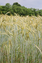 Green wheat ears in the field on sunny day. Wheat field in summer