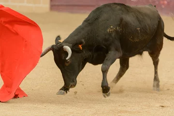 Fotobehang Stierenvechten Heifer during a bullfighting practice  © Fernando