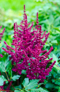 Pink Astilbe Grows In Garden