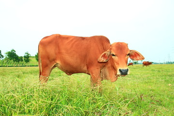 Obraz premium cows on pasture