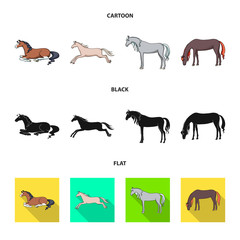 Isolated object of breed and equestrian sign. Set of breed and mare vector icon for stock.