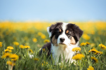 Ein Welpe liegt auf einer Wiese voller Löwenzahn im Sonnenlicht