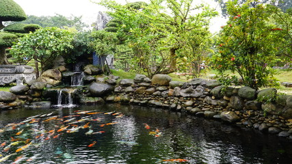 KOI fish ponds in Dung Tan Town Song Cong Thai Nguyen Vietnam