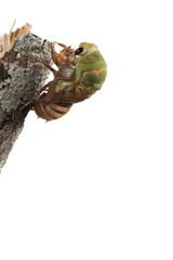 Cicada metamorphosis (lat. Cicadidae). This is the final molt of the cicada nymph as it emerges from the ground and turns into an adult insect. Isolated on white background. A series of 22 frames, 3