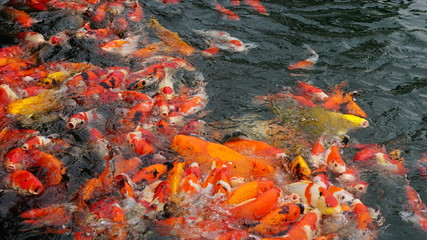 Obraz na płótnie Canvas KOI fish ponds in Dung Tan Town Song Cong Thai Nguyen Vietnam