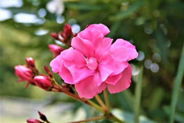 キョウチクトウ　夾竹桃　花