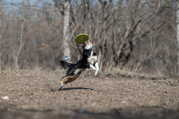 border collie dog frisbee