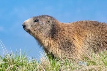 The alpine marmot (Marmota marmota)  in its natural habitat. Dolomites Italy