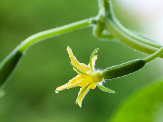 die Blüte samit Gemüse einer Gurkenpflanze am frühen Morgen, die Morgentau hängt noch ein bisschen an ihr