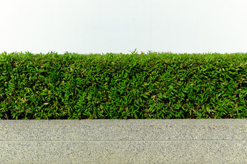 Trees hedge and pebble stones wall. Upper part isolated on white background.