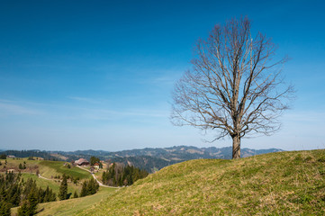 lonely tree on a hill with a farm in Trub, Emmental