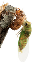 Cicada metamorphosis (lat. Cicadidae). This is the final molt of the cicada nymph as it emerges from the ground and turns into an adult insect. Isolated on white background. A series of 22 frames, 22