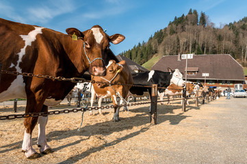 row of cows on a livestock show in Trub, Emmental