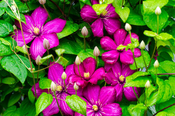 Pink clematis flowers on bush with water droplets after rain