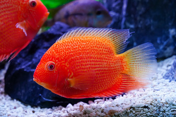 Beautiful Red Spotted Severum (Heros Efasciatus) swimming in aquarium