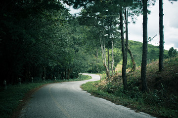 Fototapeta premium Roads and natural forests in the rainy season