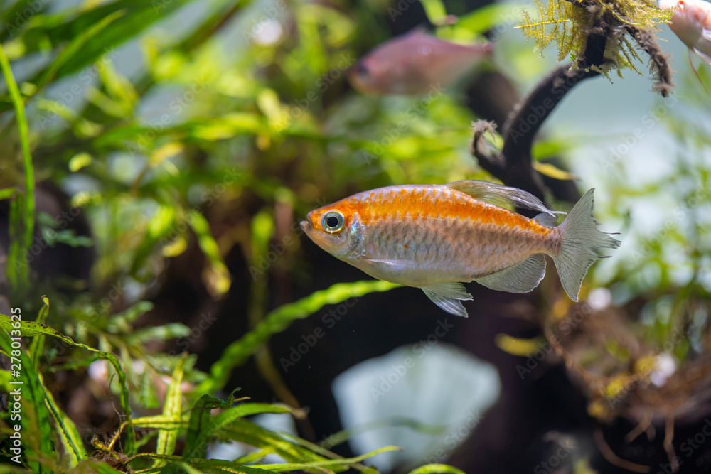 Wall mural Congo tetra (Phenacogrammus interruptus) beautiful ornamental fish from central Congo river basins in Africa