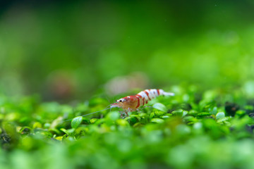 Close up of Supreme Red Bee Tiger Shrimp (Caridina cantonensis) on Glossostigma field