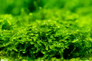 Close up of Mini pearl moss (Vesicularia sp.) Decoration plants for aquarium