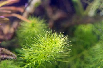 Close up of Myriophyllum 'Guyana' aquatic plants for aquarium
