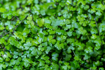 Close up of Hydrocotyle sibthorpioides  emerge from