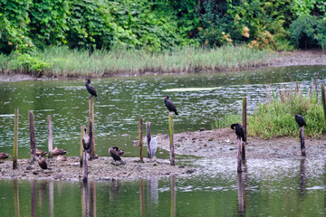 cormorant  in lake