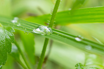 dew on the grass