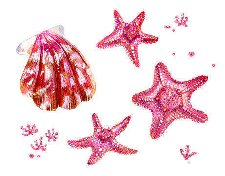 Set of sea shells of scallops and sea stars.