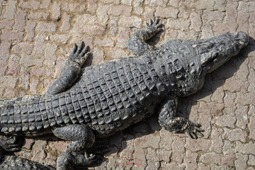 Crocodile in farm.