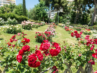 the Park Cervantes, rose garden, Barcelona.