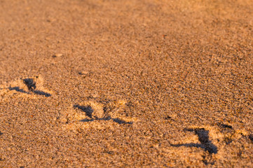 Pigeon tracks on the sea sand
