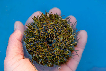 Picking sea urchins.