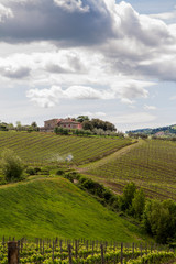Fototapeta na wymiar Tuscany the land of wine: rows of Italian wine vines