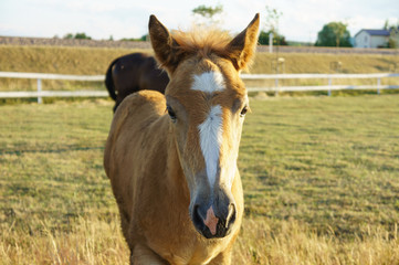 Fototapeta na wymiar Farm horse with white spots on the muzzle