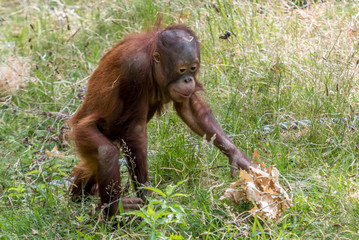 orangutan plays with straw