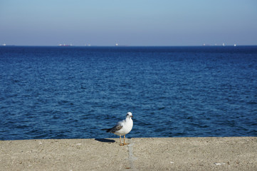 Photo seagull on the sea background