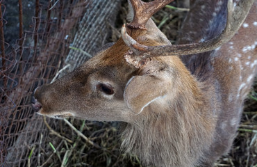 Baby deer in the grass forest