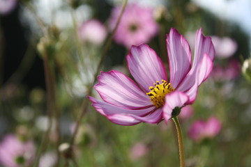 close up photo of flower with pink petals