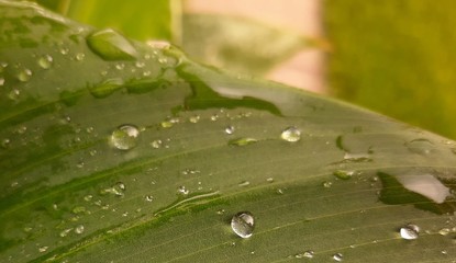 Dark green leaves with water drops after rain