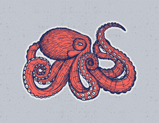 Vector hand drawing design with an octopus isolated from background. Beautiful card design with an animal. Trendy poster for home decor. Vector hand drawing print for t-shirt