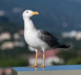 Adult black and white seagull in a nature