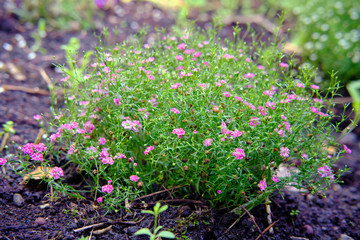 Fiori rosa in giardino