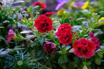 Fiori in giardino, dettaglio