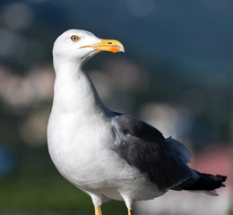 Adult black and white seagull in a nature
