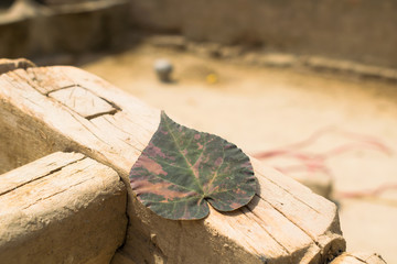 close up of a dry leaf on a wooden structure.