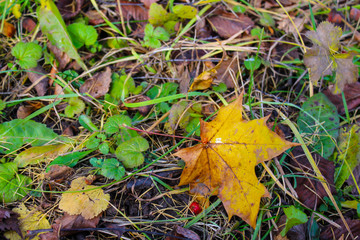Autumn background. Fallen leaf on the ground, grass, 