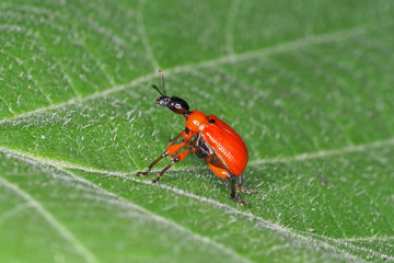 Hazel-leaf roller weevil (Apoderus coryli), on the hazel leaf (Corylus avellana)