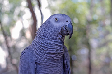 Beautiful gray parrot with close-up shooting